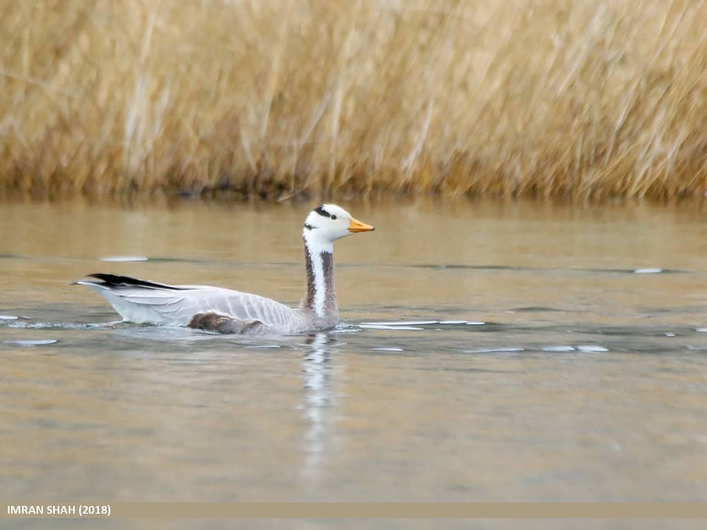 bar-headed goose