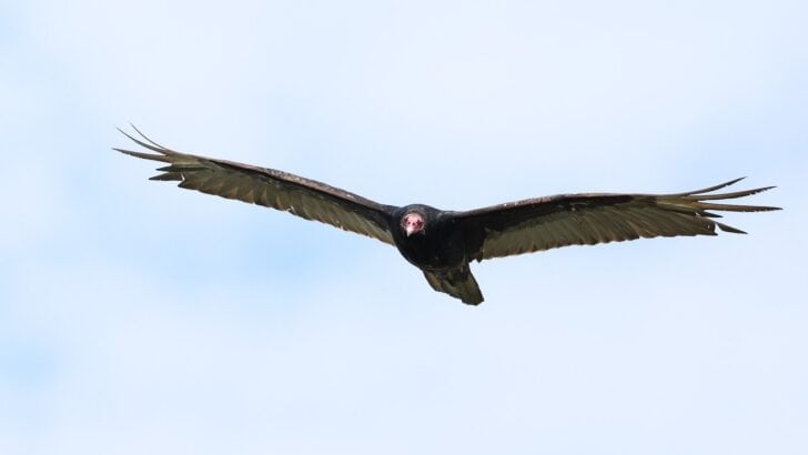The Birds That Soar Over New Mexico’s Desert Skies