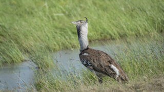 Kori Bustard