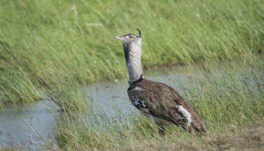 This Massive Bird Can Fly&mdash;But Barely