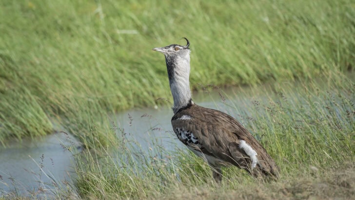 This Massive Bird Can Fly—But Barely