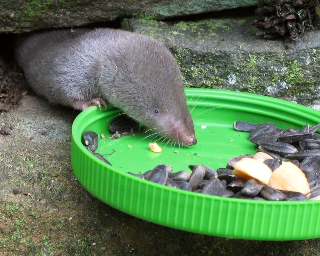 Short-tailed Shrew