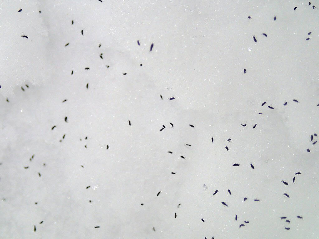 Snowflea