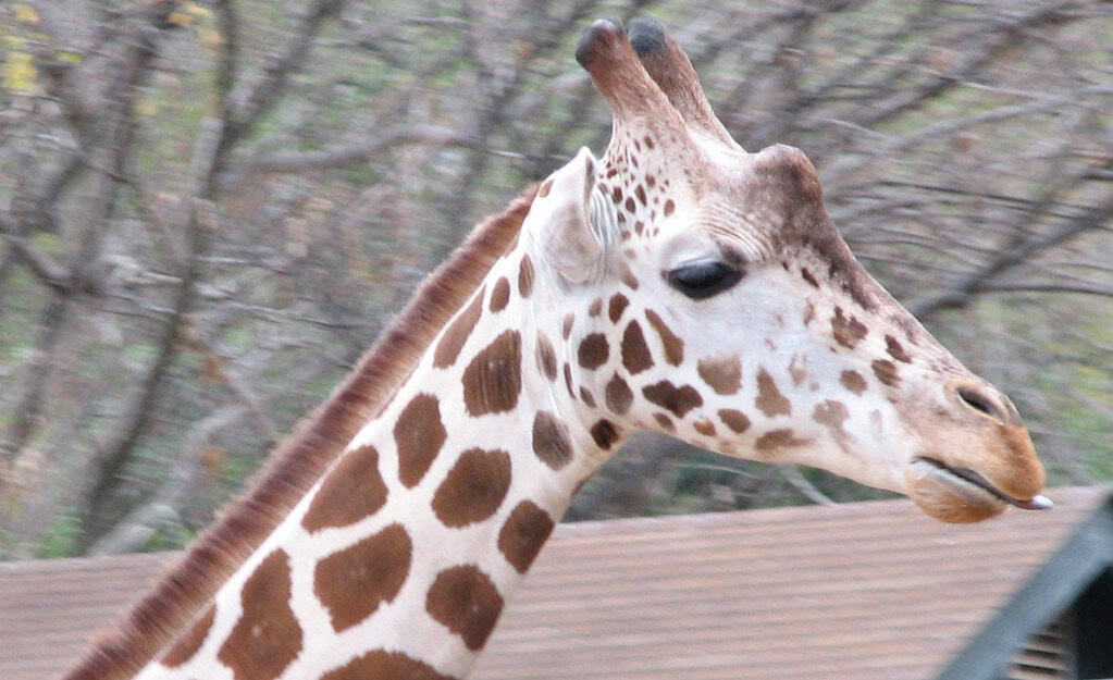 Giraffe tongue