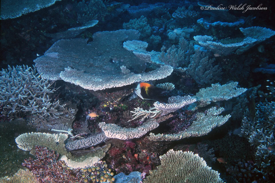 Western Australia's Shark Alley