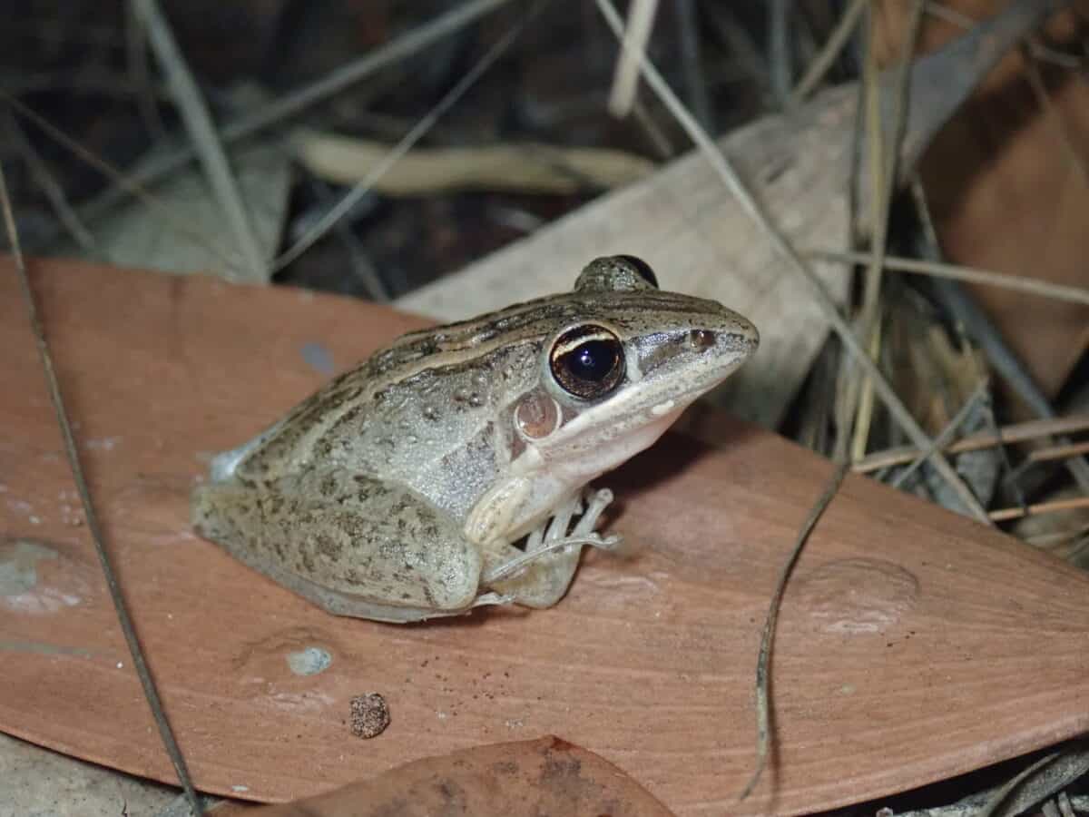Australian Rocket Frog