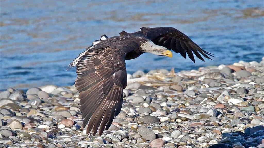 Bald Eagle