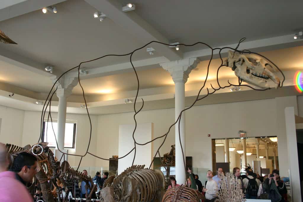 Paraceratherium