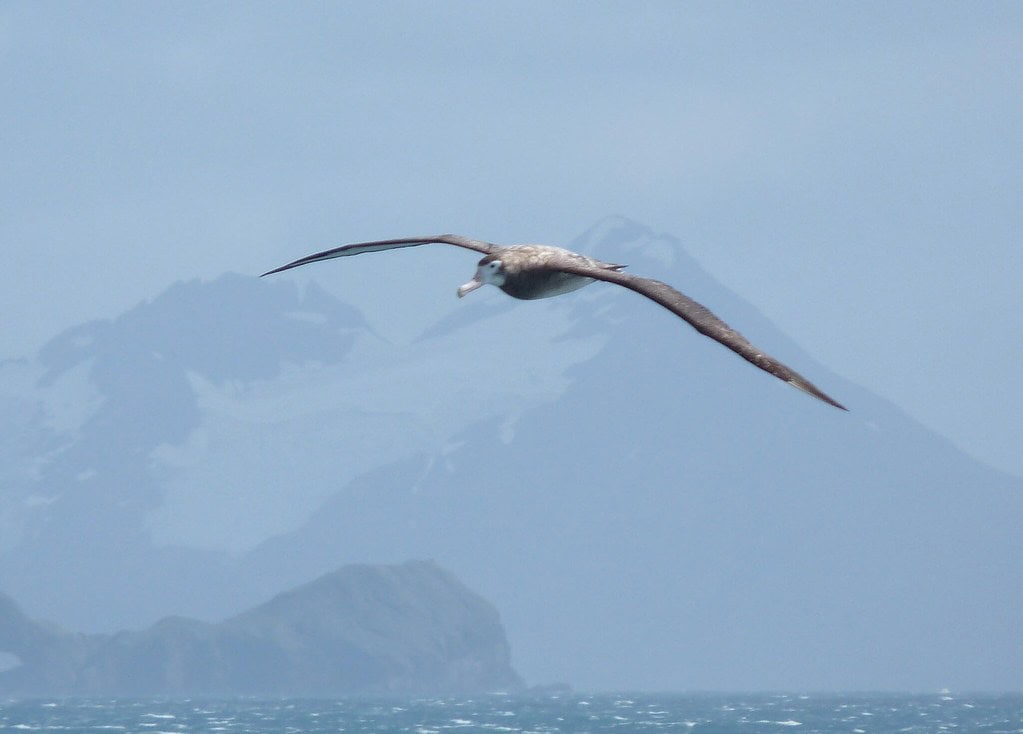 Wandering Albatross