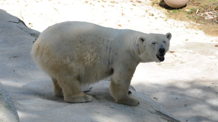 The Sad Reason Polar Bears Are Struggling to Find Food