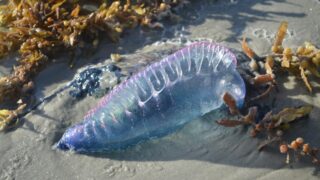 blue jellyfish on shore
