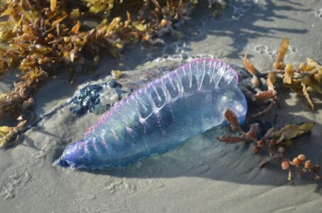 The Deep Sea’s Creepiest Predators You’ll Never Want to Meet