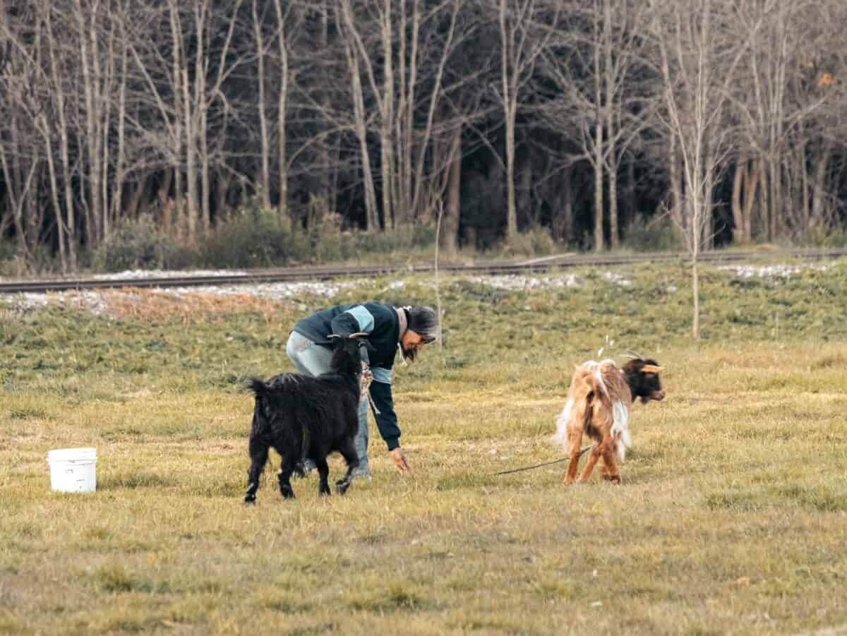 Man plays with two goats in a grassy field.