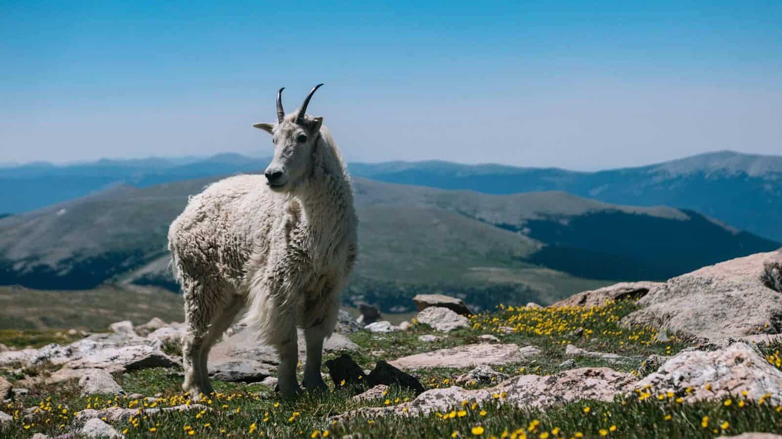 a mountain goat standing on top of a grass covered hillside