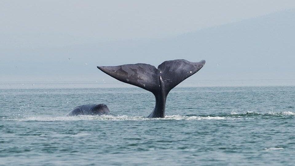 A bowhead whale is tail-slapping in the coastal waters