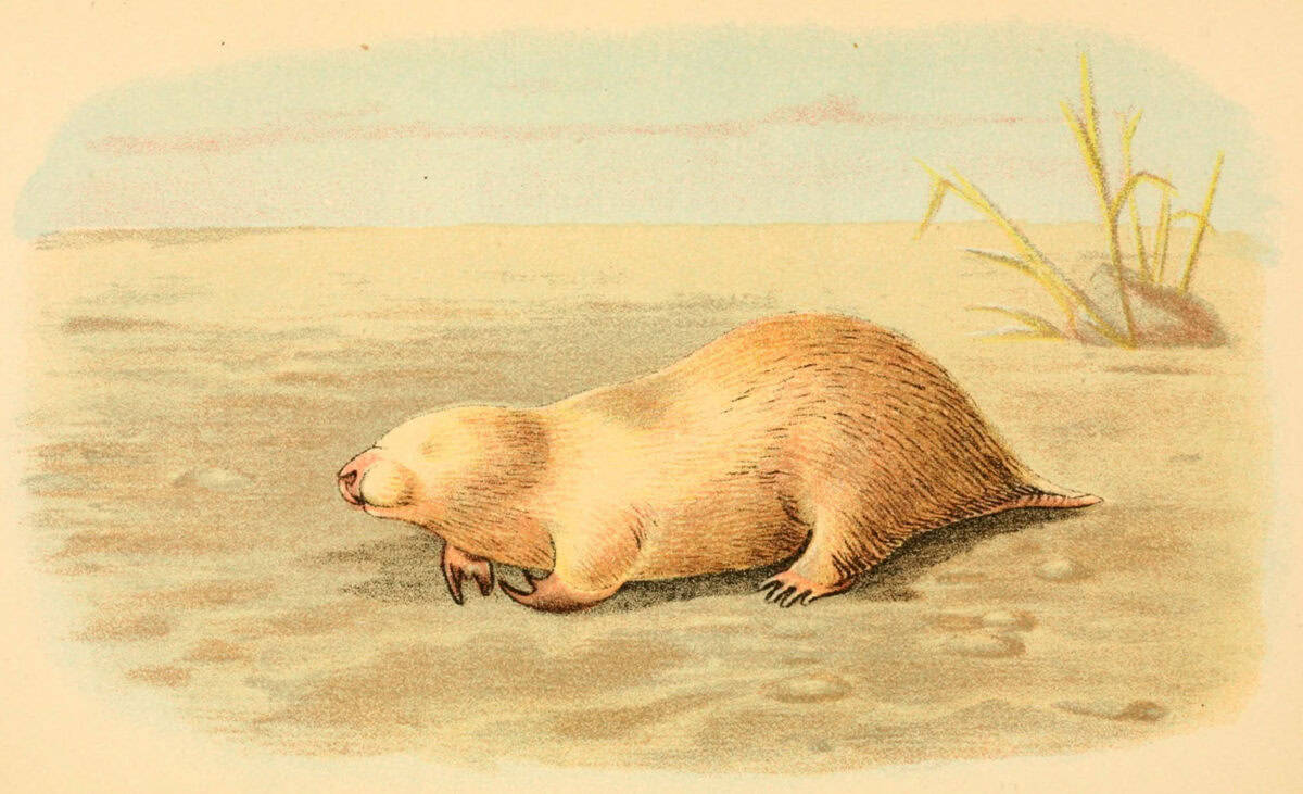 Marsupial Mole