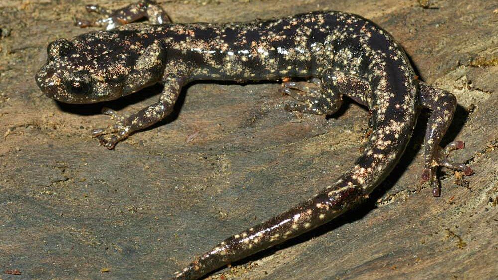 Salamander.