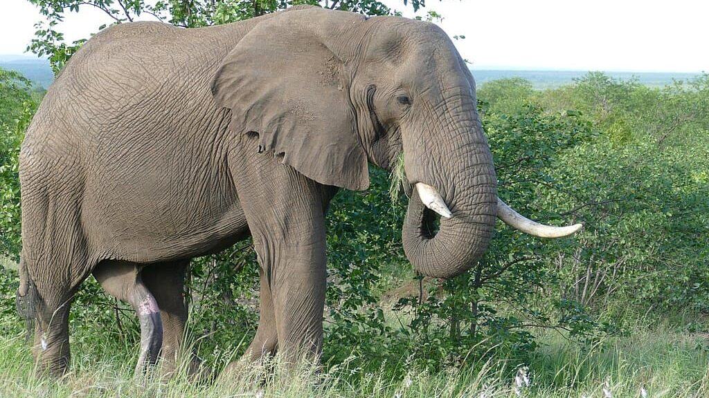 African elephant