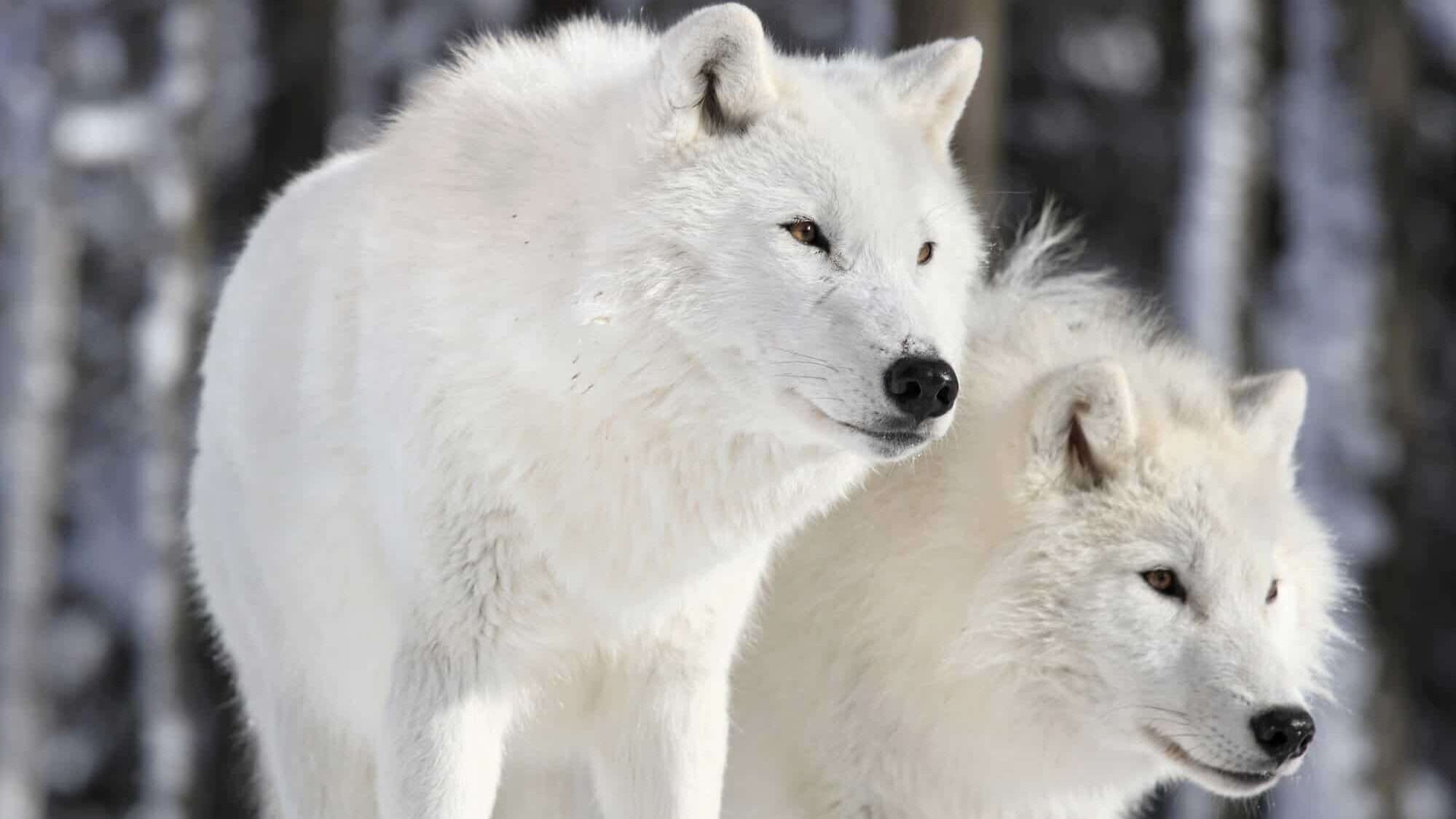 Arctic Wolf