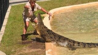 Steve Irwin feeding a crocodile