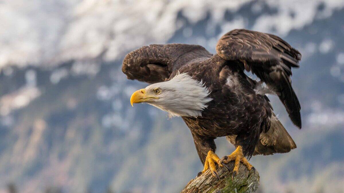 Bald Eagle