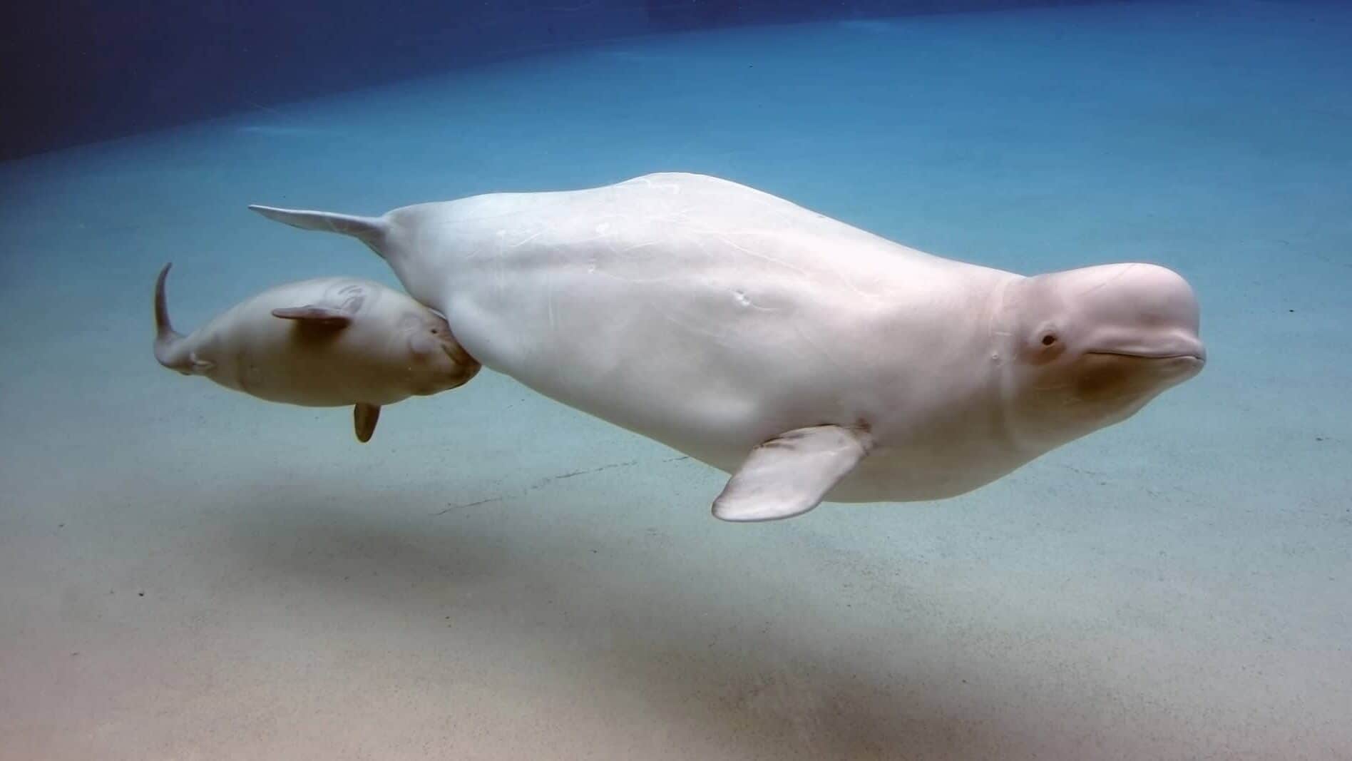 Beluga Whale