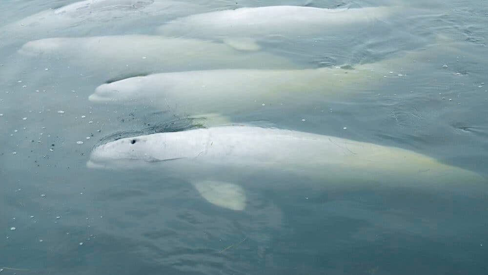 beluga whale population