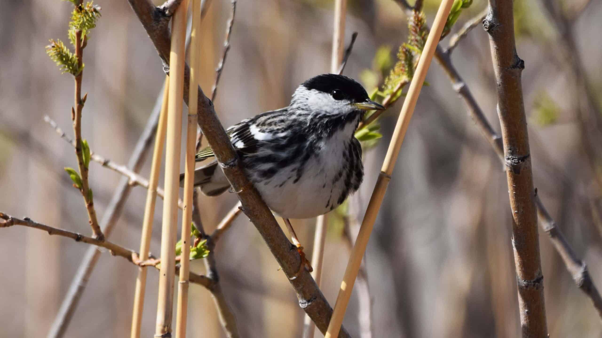 Blackpoll Warbler