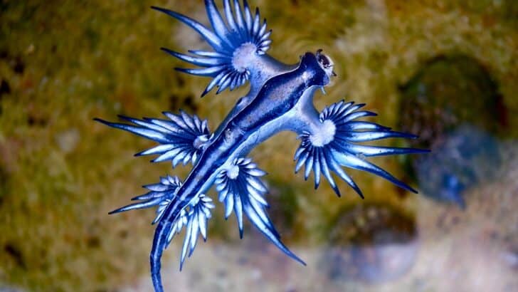 These Psychedelic Sea Slugs Steal Venom and Glow Neon Bright