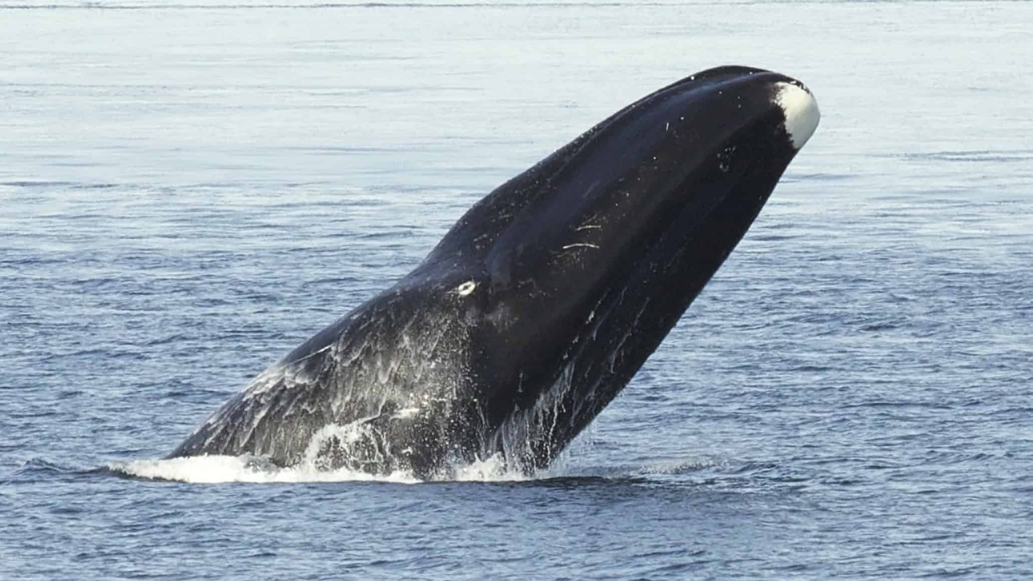 Bowhead Whale