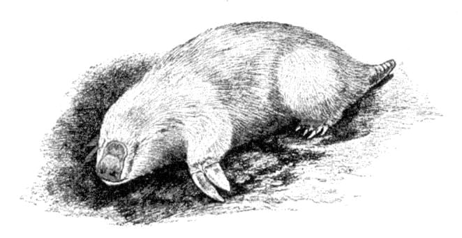 Marsupial Mole
