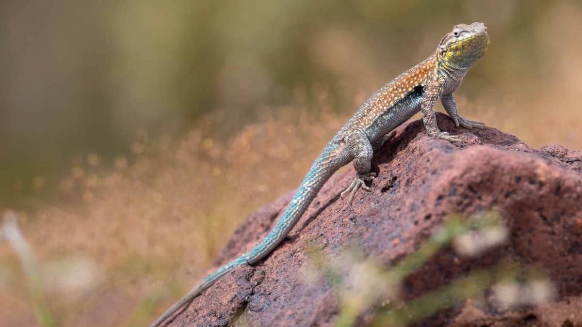 Common Side-blotched Lizard