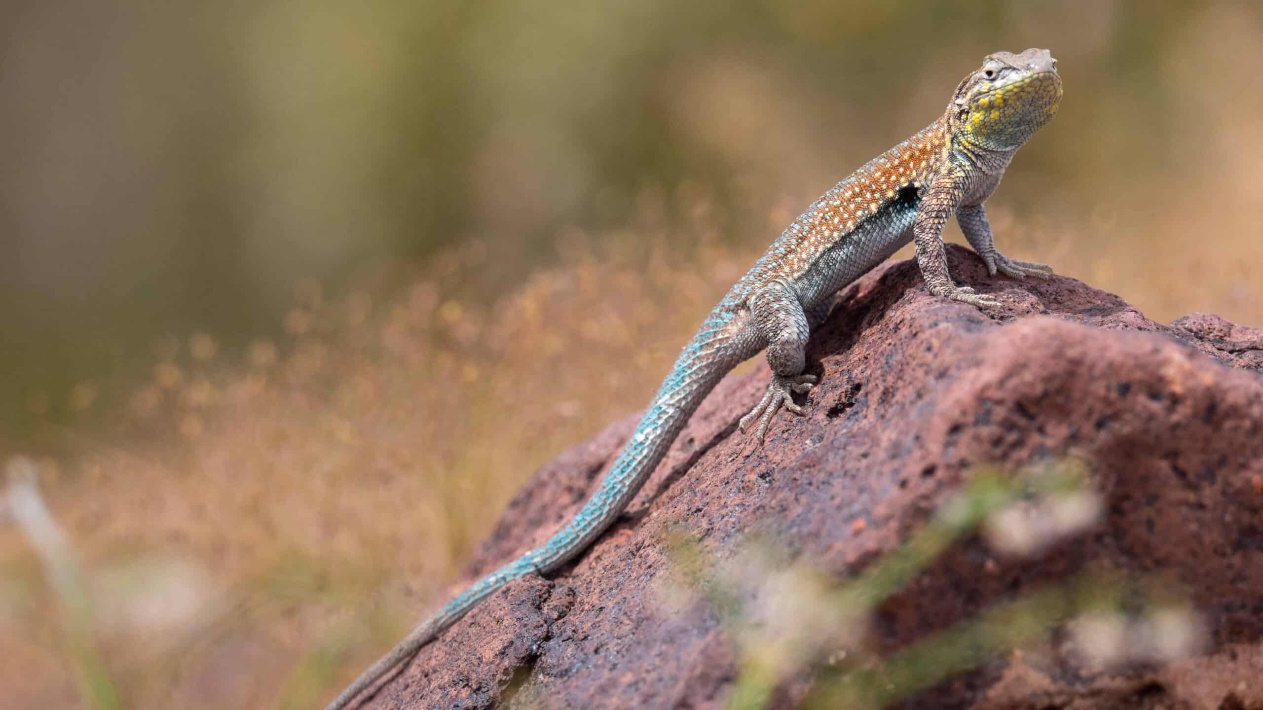Common Side-blotched Lizard