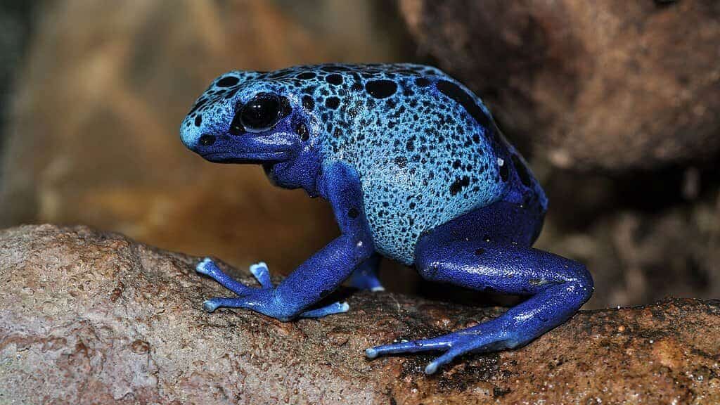 Blue poison frog in Germany
