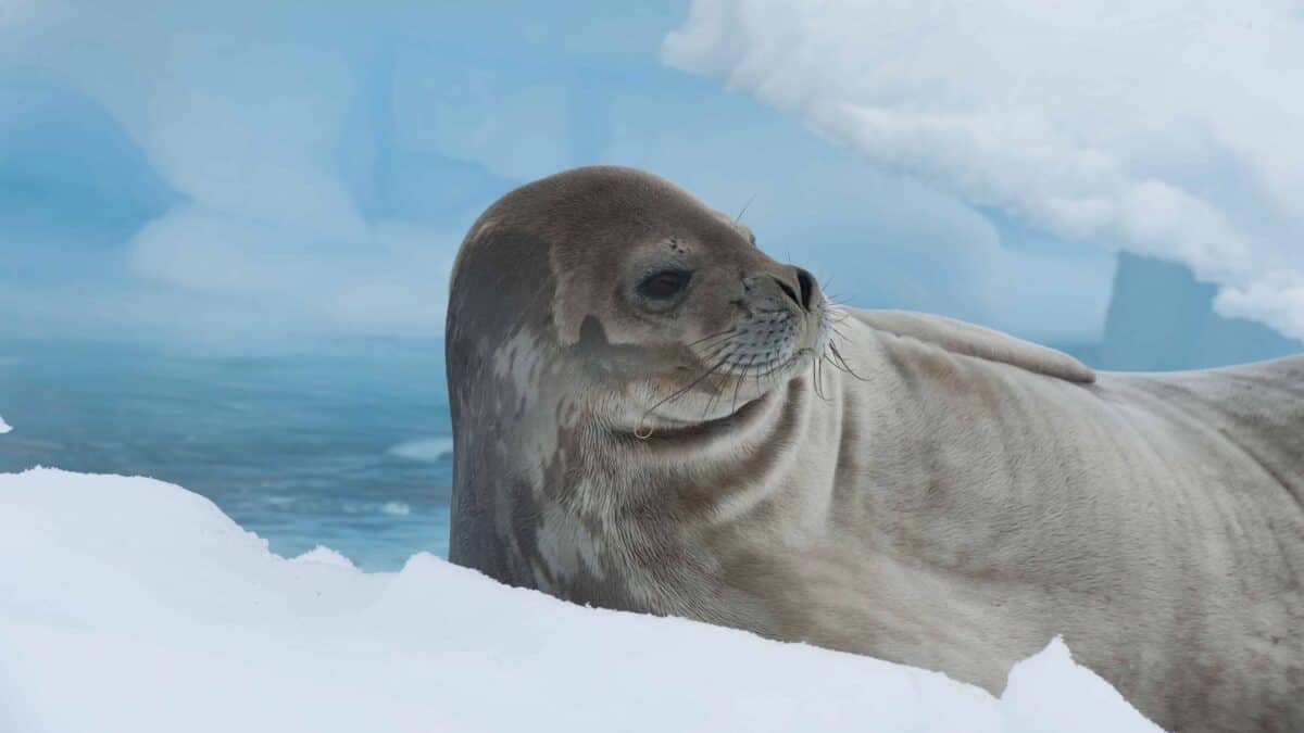 Weddel seal on antarctica ice