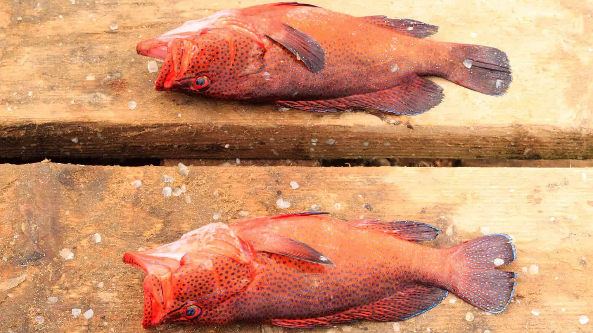 Orange roughy fish