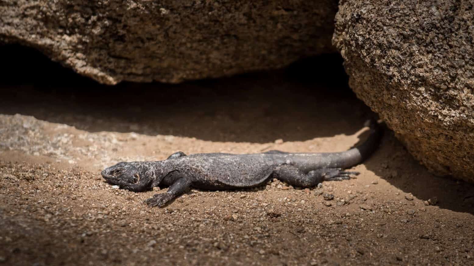chuckwalla