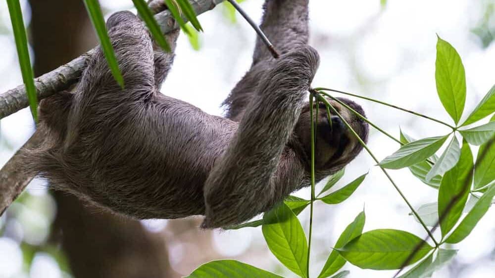 sloth