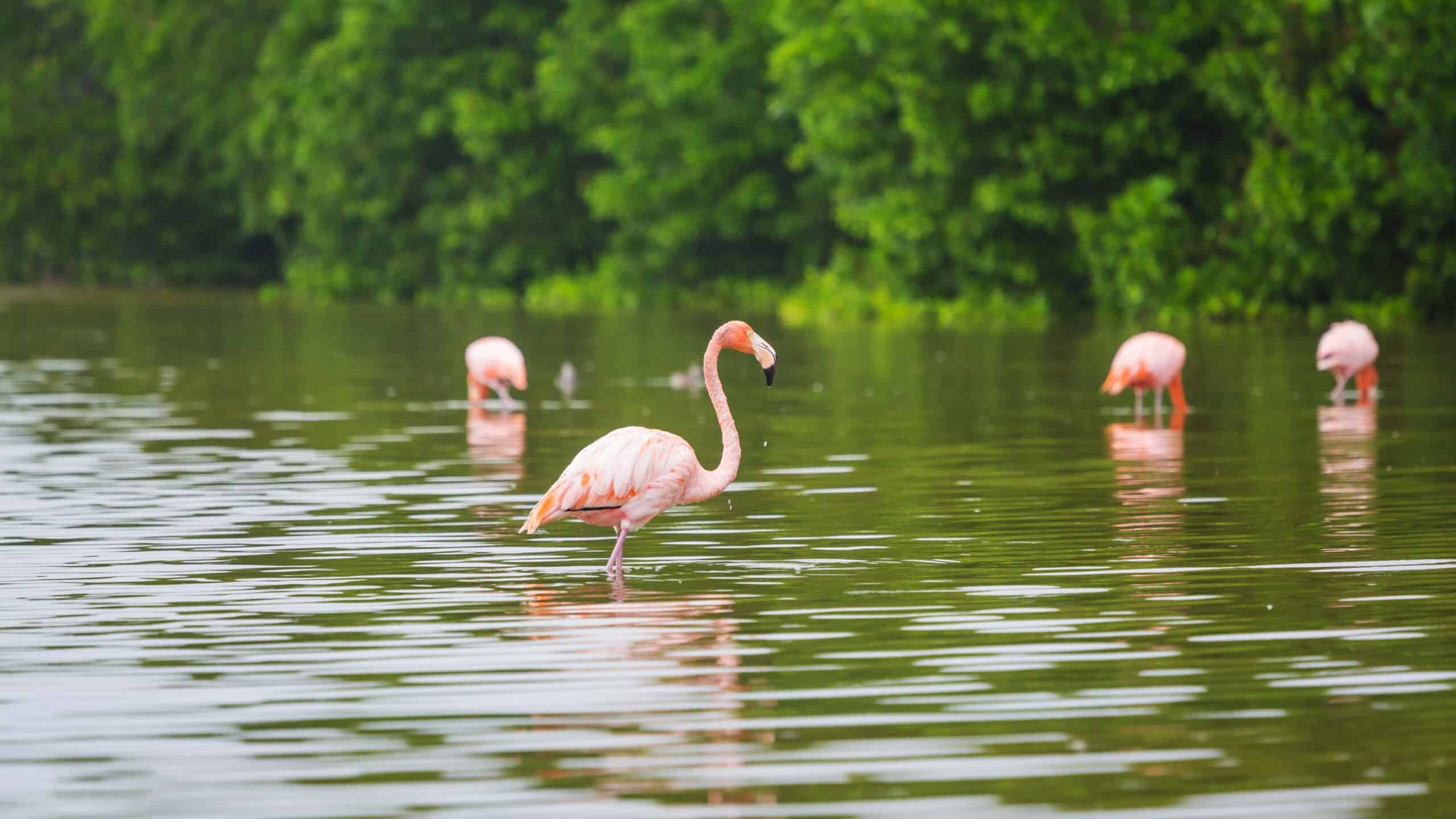 american flamingo
