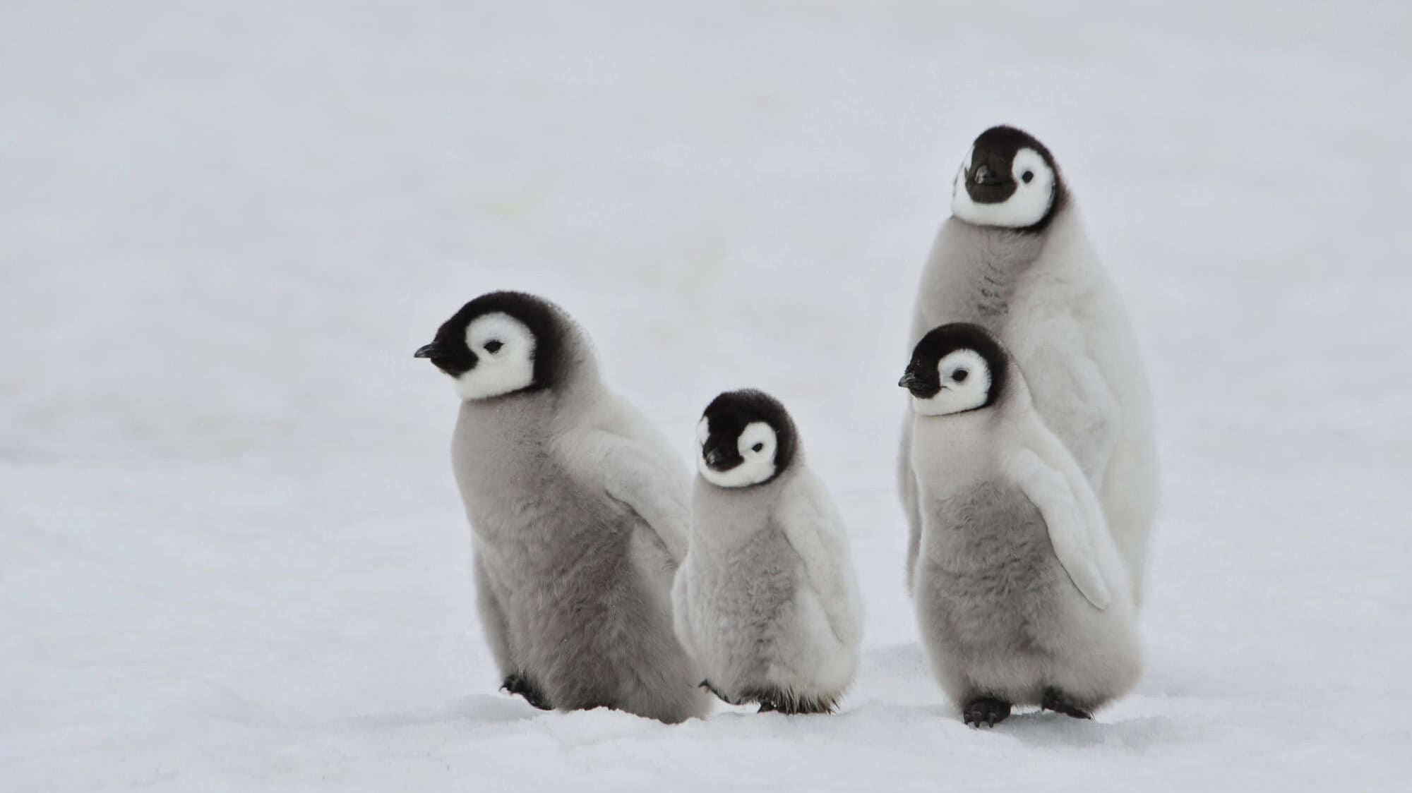 Emperor Penguins