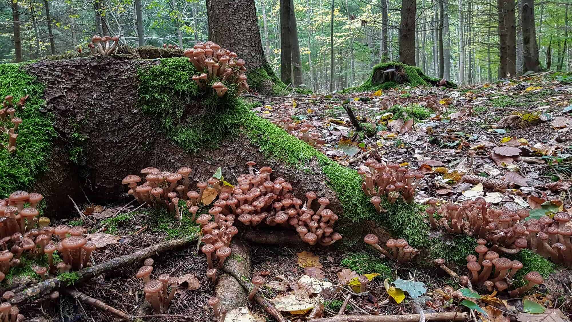 honey fungus