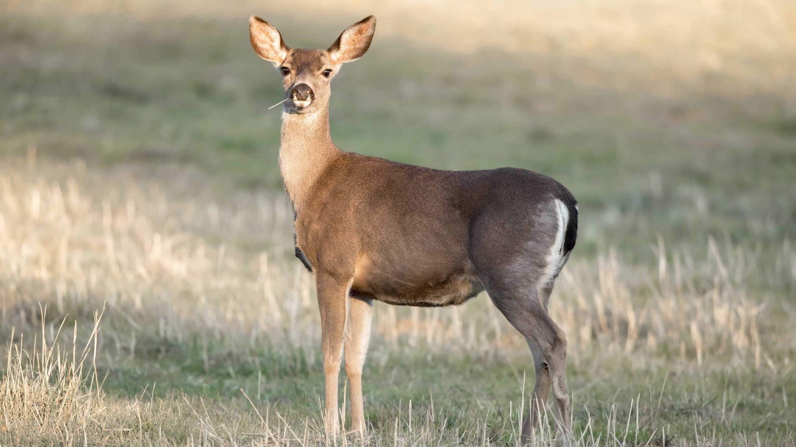 deer