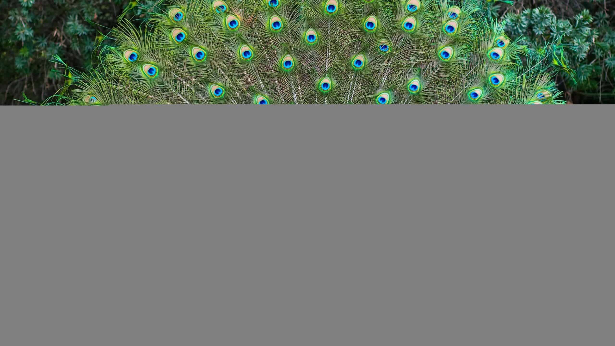 Peacock.