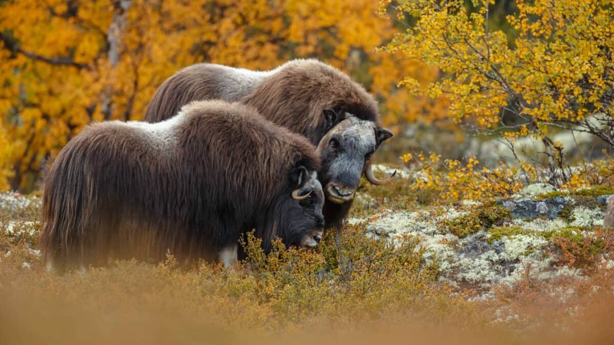Musk Ox