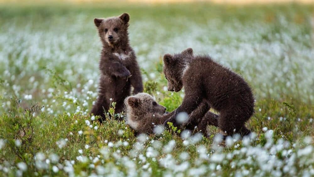 Grizzly bear cubs