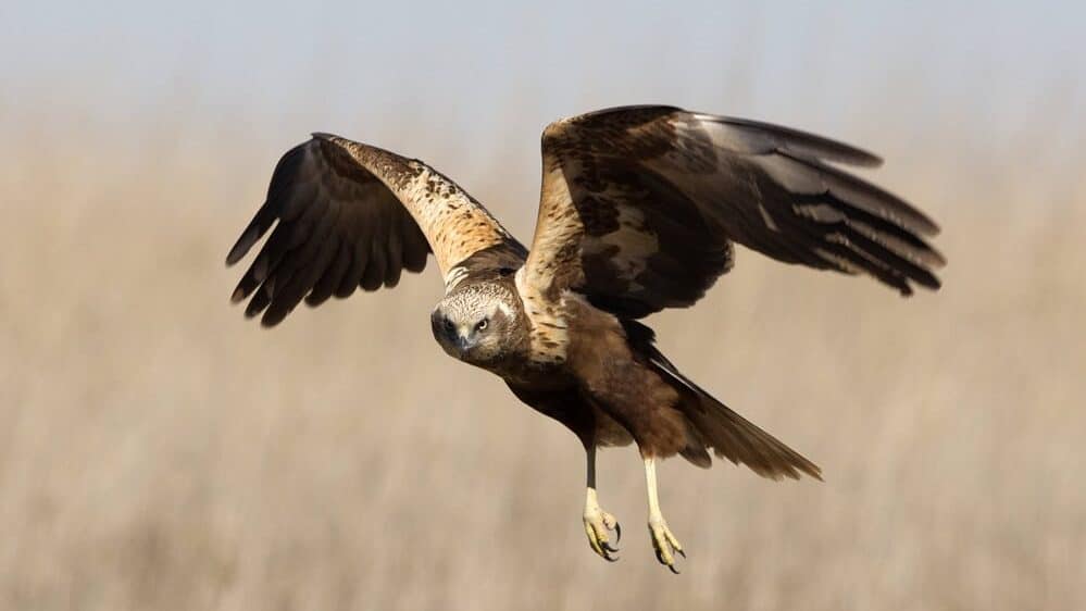 Falcon Close to the Ground