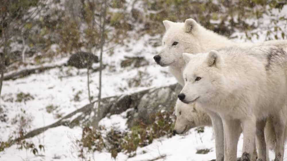 Wolves
