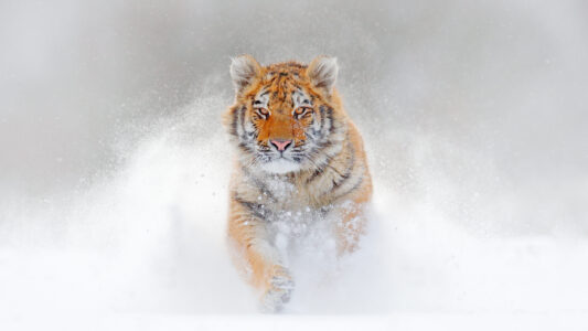 Tiger Populations: Are We Seeing a Comeback?