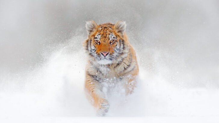 Tiger Populations: Are We Seeing a Comeback?