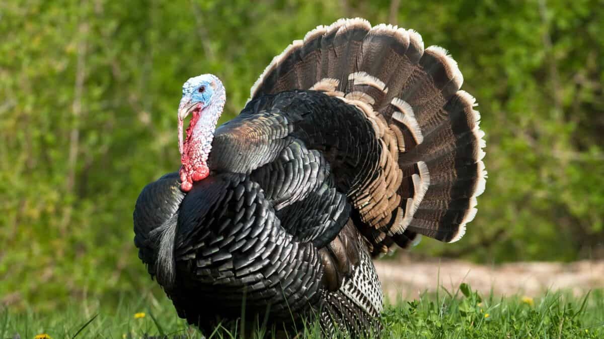 Wild turkey